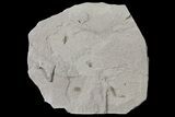 Fossil Insect Cluster - Green River Formation, Utah #109198-1